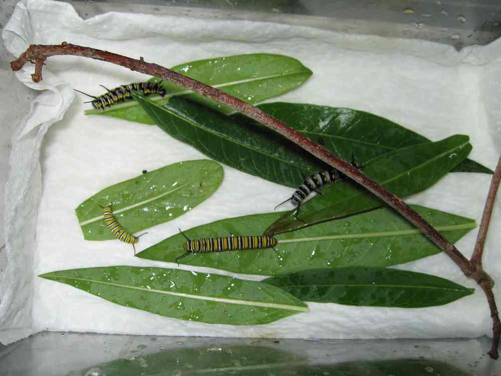 07-09-06 caterpillars raised inside from eggs - 2 Queens, 2 Monarchs