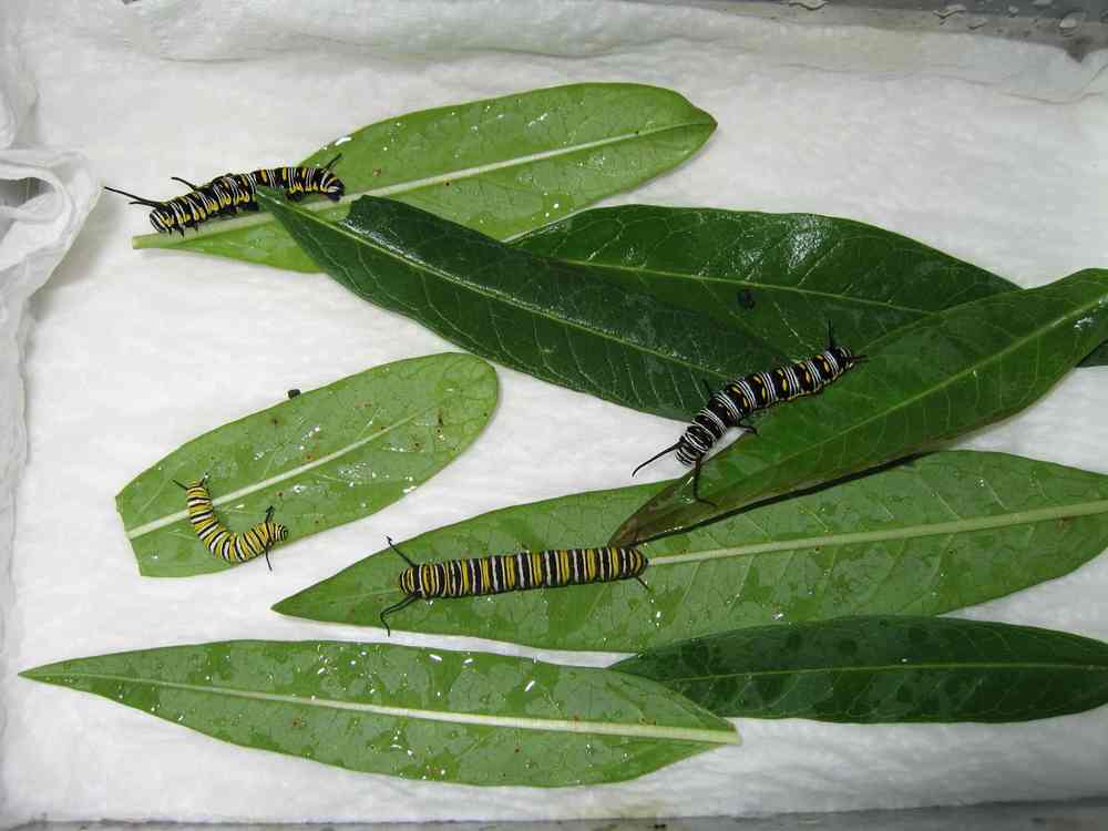 07-09-06 caterpillars raised inside from eggs at Depot + home - 2 Queens, 2 Monarchs 2